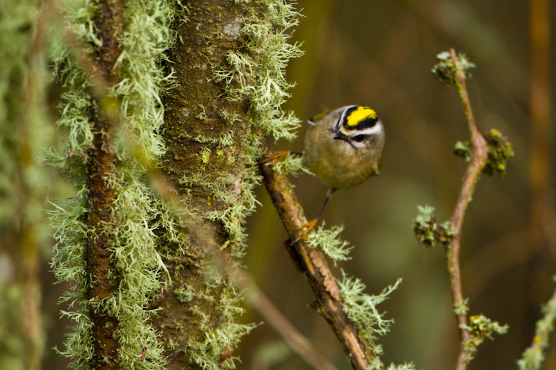 Golden-Crowned Kinglet